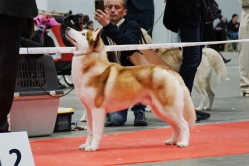 Wystawa Shelby Międzynarodowa Kielce 30.11.2024